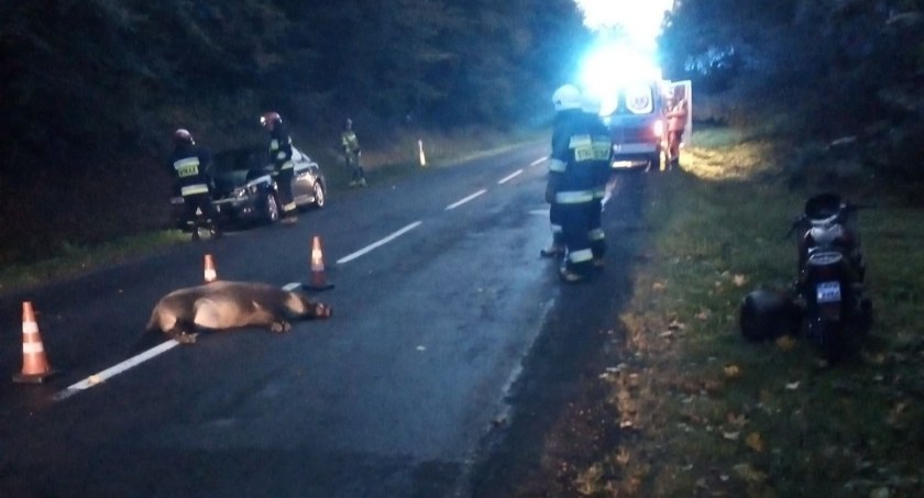 Dwóch kierowców uderzyło samochodami w dzikie zwierzęta FOT. POLICJA.PL
