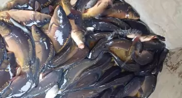 Wędkarze będą mieli co łowić! 238 kg narybku trafiło do zalewu w Węgrowie.